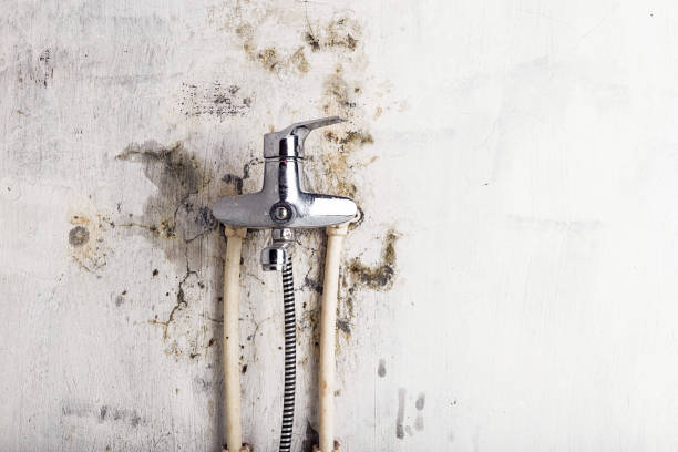 Best Insurance-Related Mold Remediation in Raven, VA