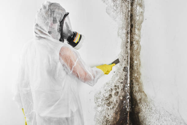 Best Commercial Mold Remediation in Raven, VA