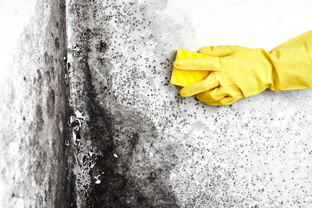Best Industrial Mold Remediation in Raven, VA