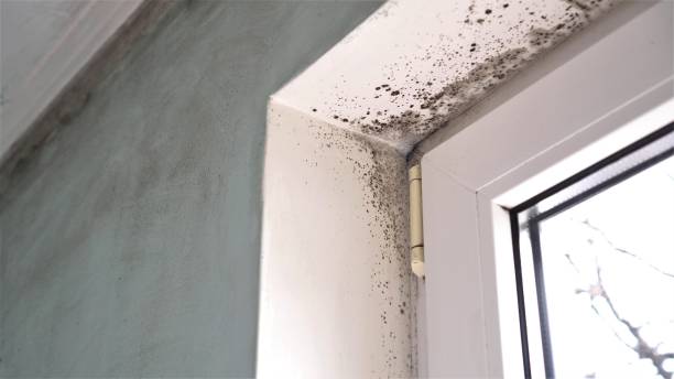 Professional Mold Remediation in Raven, VA