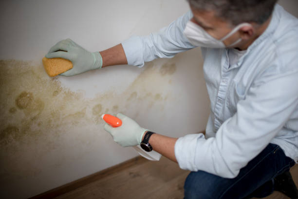 Best Basement Mold Remediation in Raven, VA
