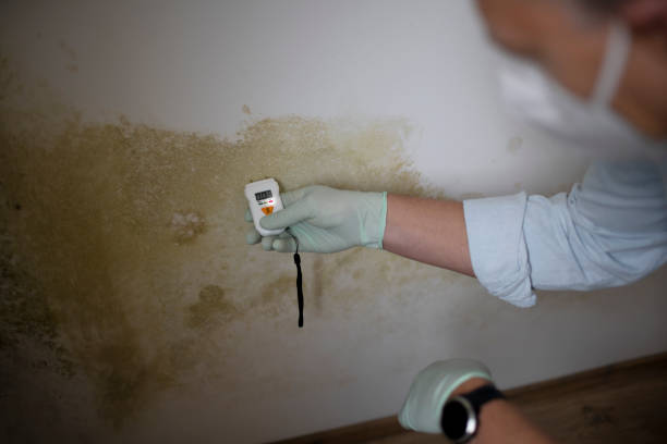 Best HVAC Mold Remediation in Raven, VA