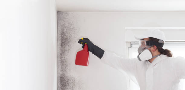 Best Black Mold Remediation in Raven, VA