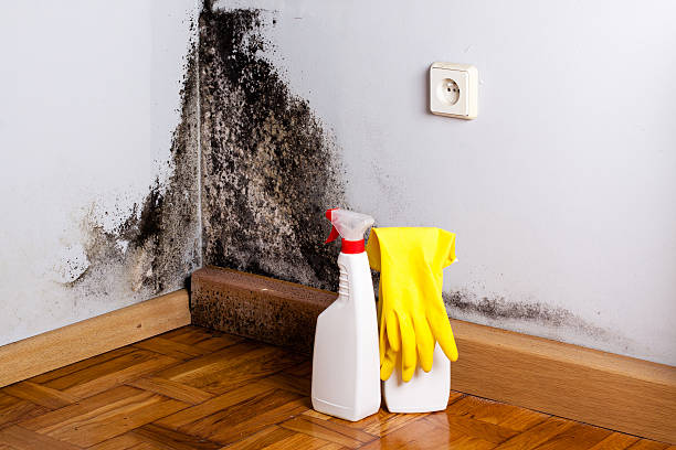 Best Kitchen Mold Remediation in Raven, VA