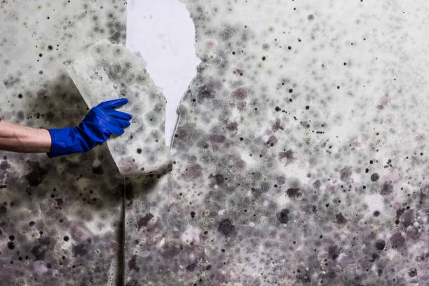  Raven, VA Mold Removal Pros