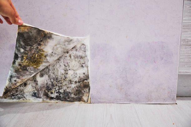 Best Bathroom Mold Remediation in Raven, VA